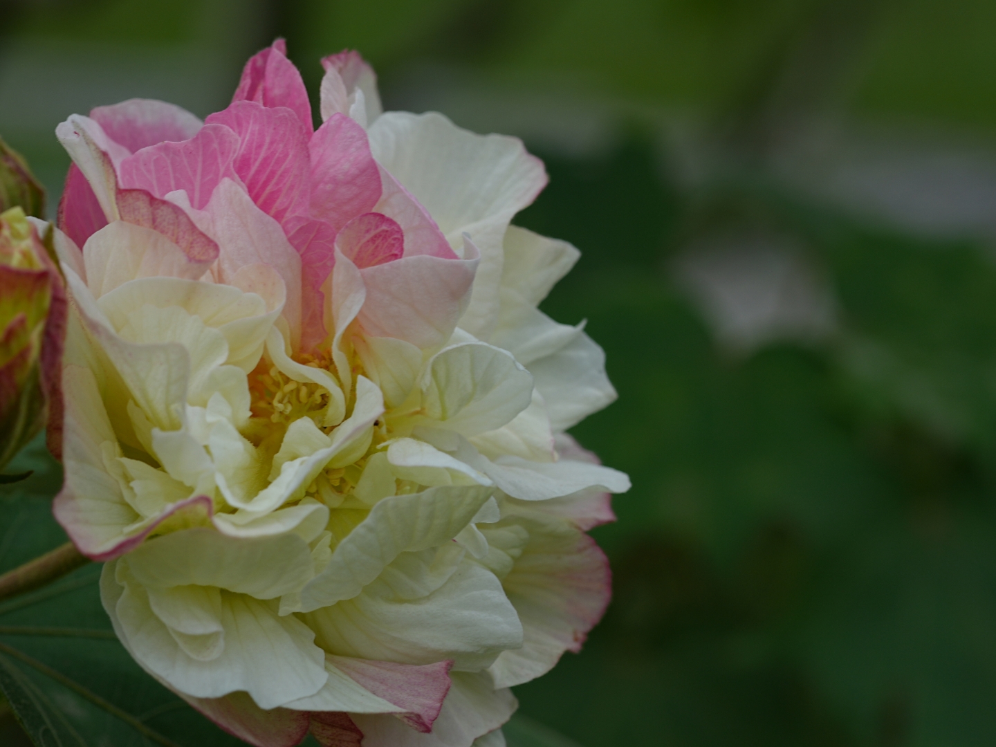 芙蓉花什么季节开放